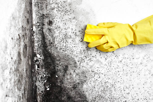 Best Residential Mold Inspection & Testing  in Wilson, WY