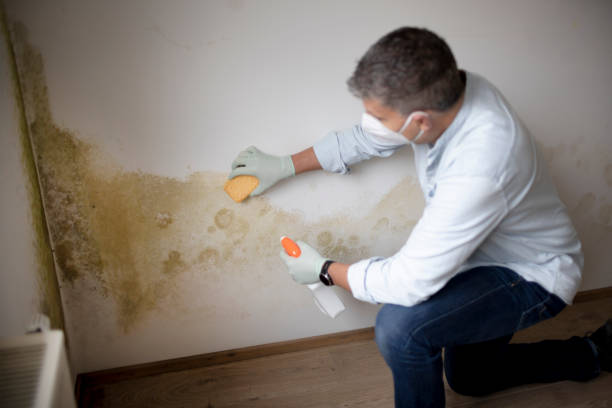 Best Biohazard Mold Removal  in Wilson, WY